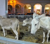 Foto Fiera Nazionale del Marrone 2011