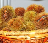 Foto Fiera Nazionale del Marrone 2012