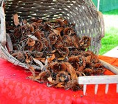 Foto Fiera Nazionale del Marrone 2012