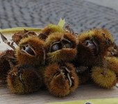 Foto di Teresa Maineri